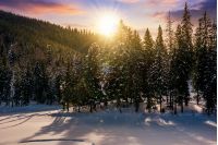 sunset in winter spruce forest. beautiful scenery with reddish sky