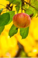 late season apple varieties. sweet ripe fruit on the branch. yellow background of blurred foliage in the orchard