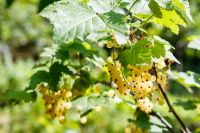 sweet white currant on the twig in summer. outdoor garden environment with ripe organic berry. sunny day. healthy homegrown food. delicious and juicy natural snack cluster full of vitamin