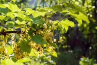 sweet white currant on the twig in summer. outdoor garden environment with ripe organic berry. sunny day. healthy homegrown food. delicious and juicy natural snack cluster full of vitamin