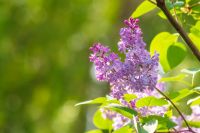 syringa vulgaris blossom in springtime. floral nature background of violet common lilac tree for easter holiday images. outdoor freshness concept on a sunny day
