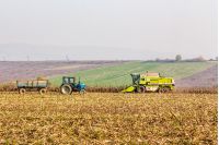 Mukachevo, Ukraine - November 6 2015: tractor and harvester in the field among the corn stalks in late fall  haze day