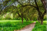 trail  in the shade of fruit trees of green garden near the meadow