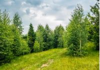 trail in the forest on a hill side meadow. beautiful summer landscape in overcast weather