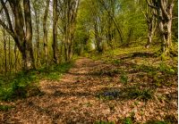 trail through the forest in springtime. walk in fine weather