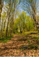 trail through the forest in springtime. walk in fine weather