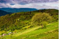 tree and fence on rural meadow in mountains. Carpathian countryside landscape in dramatic weather