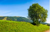 tree on a meadow in rural area on summer day. beautiful landscape in mountain area