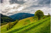Countryside mountain landscape. trees on a meadow in rural area on overcast springtime day