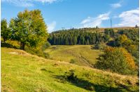 tree on a slope in hilly countryside. beautiful nature scenery in early autumn