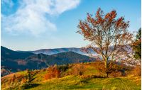 tree on hillside on autumn mountains. beautiful bright landscape with hazy mountain ridge in a distance