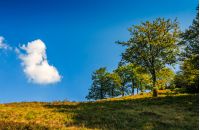 tree on a meadow against the blue sky with cloud. beautiful landscape in mountain area on summer day