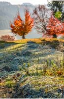 tree with red leaves on hillside blurred background with frozen grass in front. beautiful scenery on hazy autumnal morning in countryside