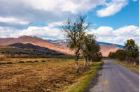 trees along the country road through rural fields. beautiful mountainous landscape in springtime