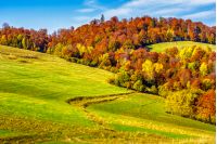 yellow and orange trees on autumn meadow in mountains