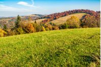 yellow and orange trees on a green meadow in autumn mountains