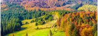 yellow and orange trees on autumn meadow in mountains