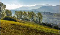 trees on hillside in mountainous countryside. lovely early autumn landscape in fine weather