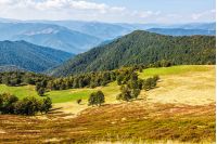 early autumn landscape. Trees around the hill side meadow and a mountain ridge in the distance