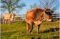 two cows on pasture in autumn. lovely everyday episode of rural life