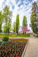 uzhhorod ukraine - 26 apr 2015: fresh cherry blossom in masaryk park. beautiful spring season in uzhhorod. delicate pink sakura tree in full bloom above bench. hanami culture in ukraine. sunny weather