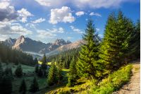 composite landscape. spruce forest on hillsides of mountain valley with high rocky peak in the far distance