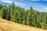 view of a hillside of mountain range with coniferous forest and meadow. peaceful carpathian mountain landscape on a sunny summer day. nice picture for earth day background