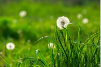 white dandelion on green grass blurry background in park