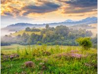 purple savory flowers among the grass on the hillside at foggy sunrise in mountains