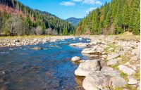 wild mountain river with rocky shore. lovely autumn scenery of Carpathian nature among the ancient forests of Synevyr National Park