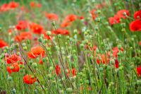 wild red poppies in the grassy field. low angle shot. narrow telephoto view. remembrance symbol. natural floral background. scenic countryside field picture in summer. red poppy flowers among grass