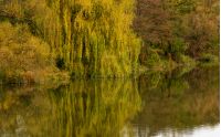 willow tree above the calm river in autumn. beautiful nature background