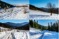 set of images with mountain spruce forest in winter landscape