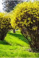 yellow flowers of forsythia shrub. lovely nature background in the garden on sunny springtime day