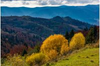 yellow trees on the edge of a hillside. clouds over the mountain ridge and hills with forest in autumn