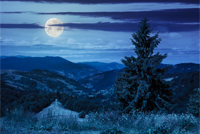 big tree in front of coniferous forest on top of a slope of mountain range at night in moon light