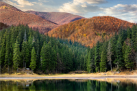 lake near the pine forest in orange autumn mountains