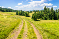 composite panoramic image mountain landscape.  curve path through the meadow on hillside near coniferous forest.