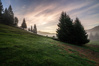 fir trees on hillside meadow with conifer forest in fog under the blue sky before sunrise