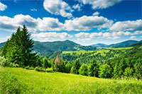 green meadow with fir trees in the mountainous area